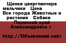 Щенки цвергпинчера мальчики › Цена ­ 25 000 - Все города Животные и растения » Собаки   . Пермский край,Александровск г.